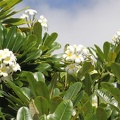 Duftende Frangipani (Plumeria obtusa)